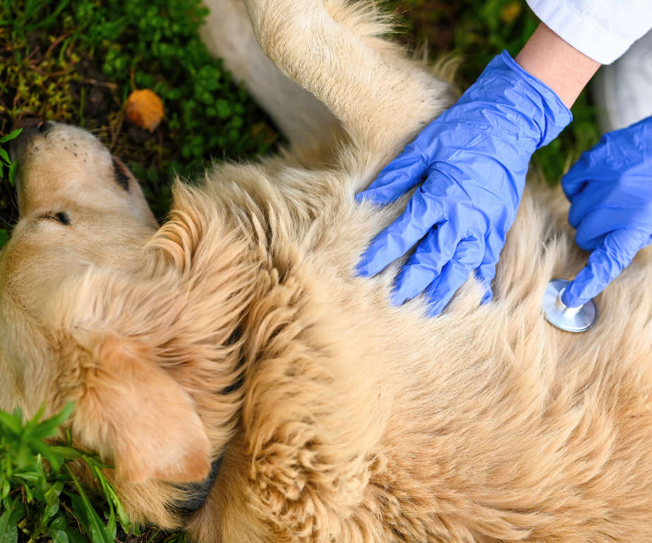 Premiers Secours Canins